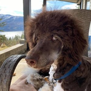 Meet your Posher, Wendy